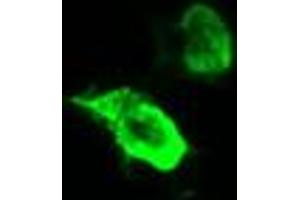 Image no. 3 for anti-tRNA Methyltransferase 2 Homolog A (TRMT2A) antibody (ABIN1501514)