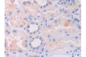 Image no. 2 for anti-Interleukin 1 delta (FIL1d) (AA 12-151) antibody (ABIN1173171)