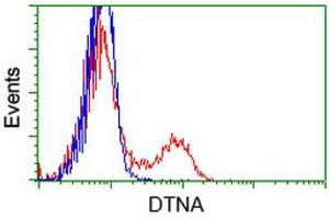 Image no. 3 for anti-Dystrobrevin alpha (DTNA) antibody (ABIN2719777)
