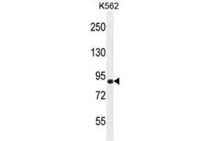 AGAP9 Antibody (N-term) western blot analysis in K562 cell line lysates (35 µg/lane).