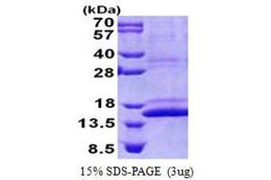 Image no. 1 for COX Assembly Mitochondrial Protein 1 Homolog (CMC1) (AA 1-106) protein (His tag) (ABIN5853157)