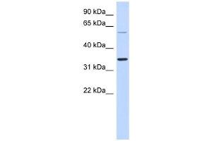 Image no. 1 for anti-Aspartic Peptidase, Retroviral-Like 1 (ASPRV1) (Middle Region) antibody (ABIN632022)