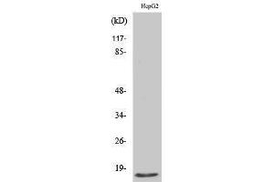 Image no. 1 for anti-Secretoglobin, Family 2A, Member 1 (SCGB2A1) (N-Term) antibody (ABIN3185447)