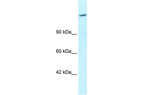 ARID4A anticorps  (C-Term)