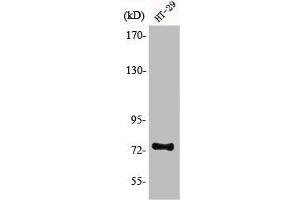 Western Blot analysis of HT29 cells using ACSS1 Polyclonal Antibody