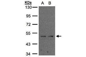 Image no. 2 for anti-Interferon Related Developmental Regulator 1 (IFRD1) (Center) antibody (ABIN2855855)