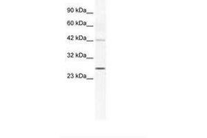 GJB4 antibody  (AA 86-135)