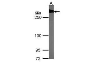 Image no. 1 for anti-Filamin B, beta (FLNB) (AA 30-239) antibody (ABIN467430)