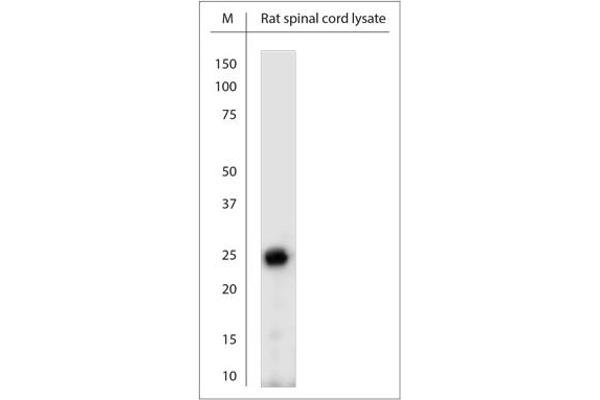 RhoF antibody  (AA 130-180)