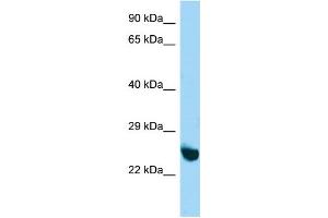 Image no. 1 for anti-E3 Ubiquitin-Protein Ligase UNKL (UNKL) (N-Term) antibody (ABIN2774778)
