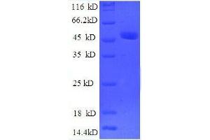 OTUB1 Protein (AA 2-201, partial) (GST tag)