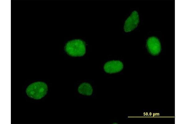 APEX2 antibody  (AA 1-518)