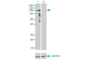Image no. 3 for anti-Protocadherin gamma Subfamily A, 8 (PCDHGA8) (AA 357-444) antibody (ABIN564198)