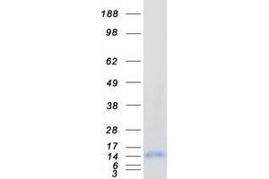 Image no. 1 for Purkinje Cell Protein 2 (PCP2) protein (Myc-DYKDDDDK Tag) (ABIN2728445)