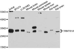 Image no. 1 for anti-tRNA Methyltransferase 61 Homolog A (TRMT61A) antibody (ABIN6567002)