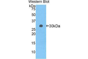 Image no. 1 for anti-SPARC-Like 1 (Hevin) (SPARCL1) (AA 298-545) antibody (ABIN1860603)