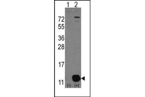 Image no. 1 for anti-phosphohistidine Phosphatase 1 (PHPT1) (C-Term) antibody (ABIN357858)