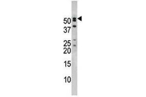 Image no. 1 for anti-Nucleoporin 50kDa (NUP50) (AA 432-461) antibody (ABIN3032078)
