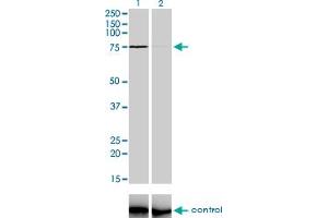 Image no. 3 for anti-Zinc Finger Protein 281 (ZNF281) (AA 787-893) antibody (ABIN565109)