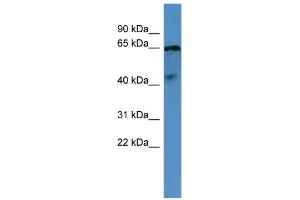 Image no. 1 for anti-Opsin 5 (OPN5) (C-Term) antibody (ABIN2788229)