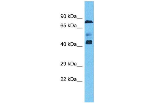 ZNF362 抗体  (N-Term)