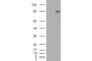 Image no. 1 for anti-Neuroligin 3 (NLGN3) (Internal Region) antibody (ABIN238626)