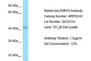 Image no. 1 for anti-Purinergic Receptor P2Y, G-Protein Coupled, 2 (P2RY2) (C-Term) antibody (ABIN2789420)