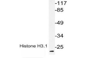 Image no. 2 for anti-Histone H3.1 (HIST1H3B) (pThr3) antibody (ABIN498789)