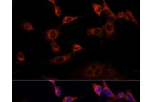 Immunofluorescence analysis of NIH-3T3 cells using WWOX Polyclonal Antibody at dilution of 1:100 (40x lens).