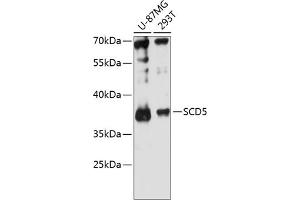 SCD5 抗体  (AA 1-75)