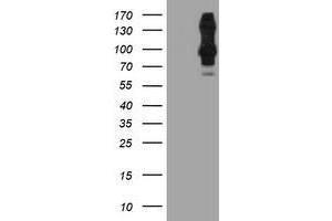 Image no. 3 for anti-Dipeptidyl-Peptidase 9 (DPP9) antibody (ABIN2719739)
