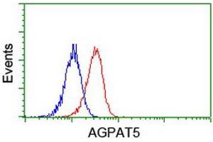 Image no. 7 for anti-1-Acylglycerol-3-Phosphate O-Acyltransferase 5 (Lysophosphatidic Acid Acyltransferase, Epsilon) (AGPAT5) antibody (ABIN1496497)
