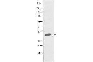 Image no. 1 for anti-POU Domain, Class 4, Transcription Factor 3 (POU4F3) antibody (ABIN6257424)