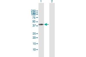 Image no. 1 for anti-Tripartite Motif Containing 63 (TRIM63) (AA 1-353) antibody (ABIN529746)