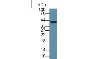 Image no. 1 for anti-High Mobility Group 20B (HMG20B) (AA 27-213) antibody (ABIN5013701)