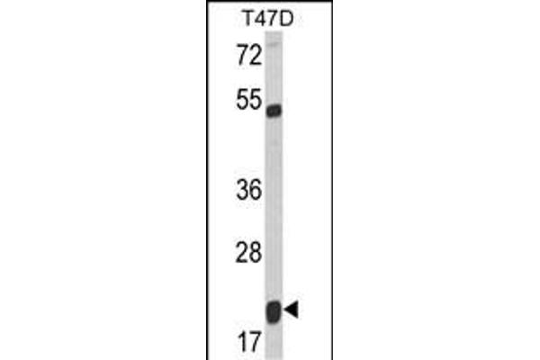DIABLO Antikörper  (C-Term)