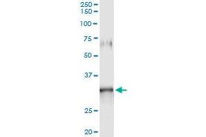 Image no. 2 for anti-GTPase, IMAP Family Member 5 (GIMAP5) (AA 1-307) antibody (ABIN527510)