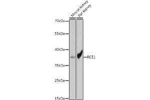 RCE1/FACE2 antibody
