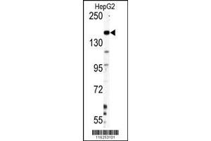 Image no. 1 for anti-Nestin (NES) (AA 1389-1416) antibody (ABIN388764)