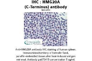 Image no. 1 for anti-High-Mobility Group 20A (HMG20A) (C-Term) antibody (ABIN1735495)