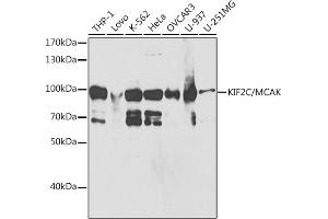 KIF2C Antikörper  (AA 1-190)