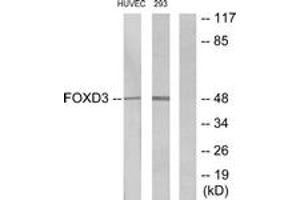 Image no. 1 for anti-Forkhead Box D3 (FOXD3) (AA 211-260) antibody (ABIN1534183)