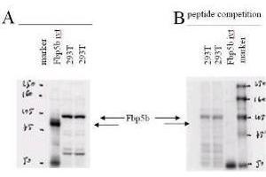 Western blot using  affinity purified anti-Fbp5B antibody.