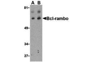 Image no. 1 for anti-BCL2-Like 13 (Apoptosis Facilitator) (BCL2L13) (Middle Region) antibody (ABIN1030885)