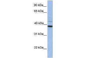 Image no. 1 for anti-FK506 Binding Protein 8, 38kDa (FKBP8) (C-Term) antibody (ABIN634524)