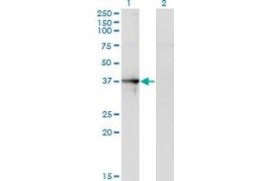 Image no. 2 for anti-Septin 1 (SEPT1) (AA 1-367) antibody (ABIN514987)