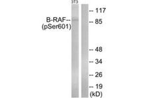 Western blot analysis of extracts from NIH-3T3 cells treated with EGF 200ng/ml 30', using B-RAF (Phospho-Ser602) Antibody.