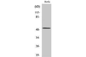 Image no. 1 for anti-Bone Morphogenetic Protein 5 (BMP5) (Internal Region) antibody (ABIN3183528)