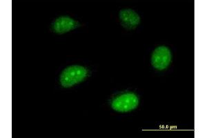 Image no. 3 for anti-Interferon Stimulated Exonuclease Gene 20kDa (ISG20) (AA 1-181) antibody (ABIN561532)