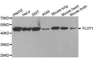 Image no. 1 for anti-Flotillin 1 (FLOT1) antibody (ABIN6140683)